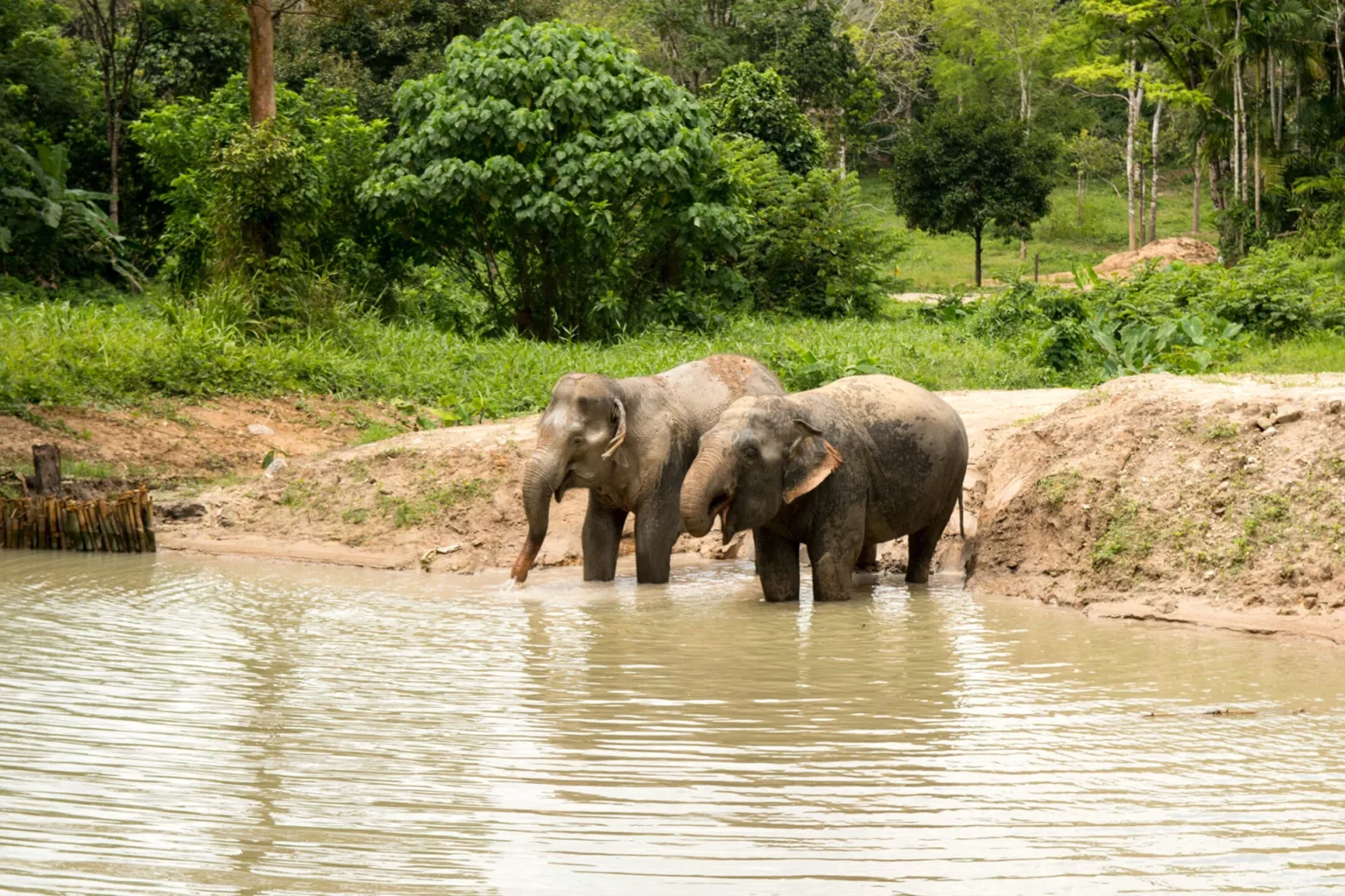 Elephant-Sanctuary-scaled 1
